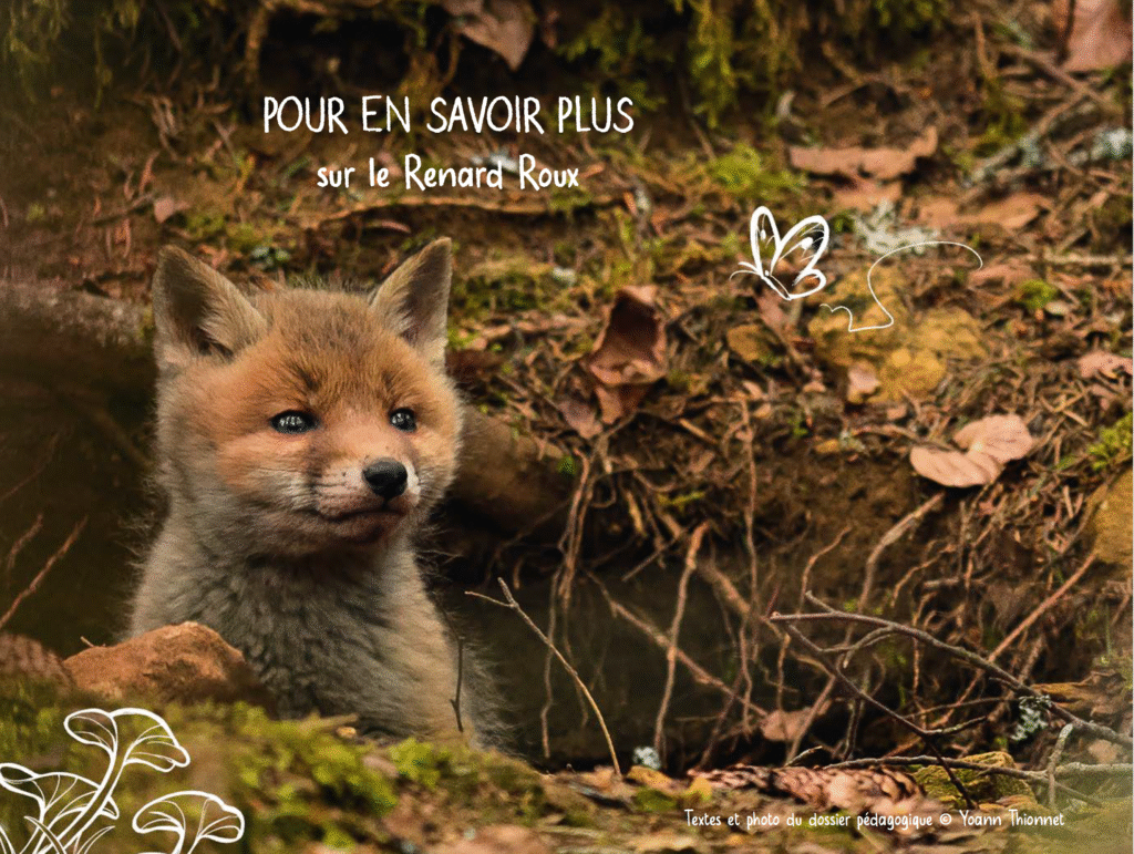 Le monde sauvage : Le renard roux Les éditions de la Gouttière